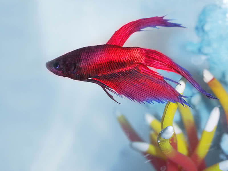 Redfish: It’s not just for breakfast anymore… Image